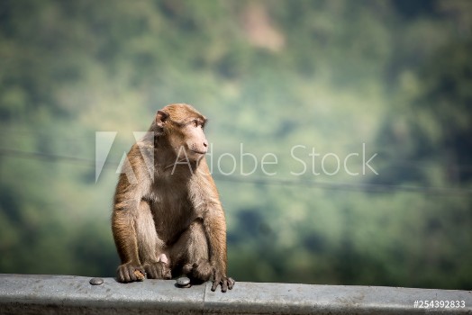 Picture of Monkeys on the side of the road in Darjeeling